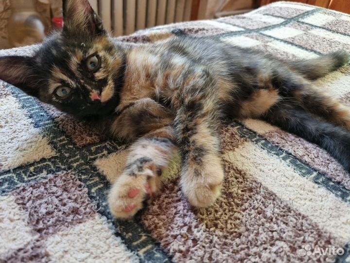 Котята в добрые руки бесплатно