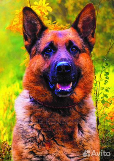 Алмазная мозаика 30x40 Друг человека