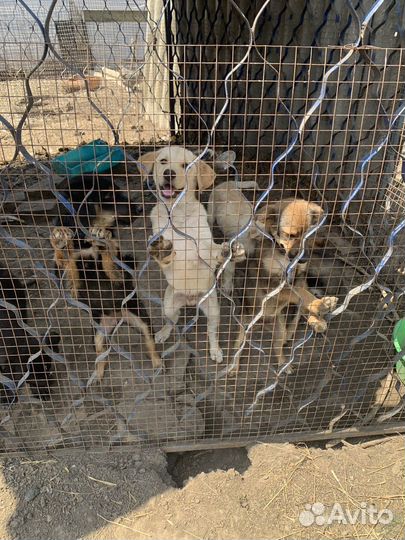 Щенки лабрадора бесплатно в добрые руки