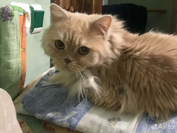 Красавчик Персик