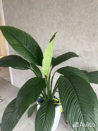 Спатифиллумы сортовые