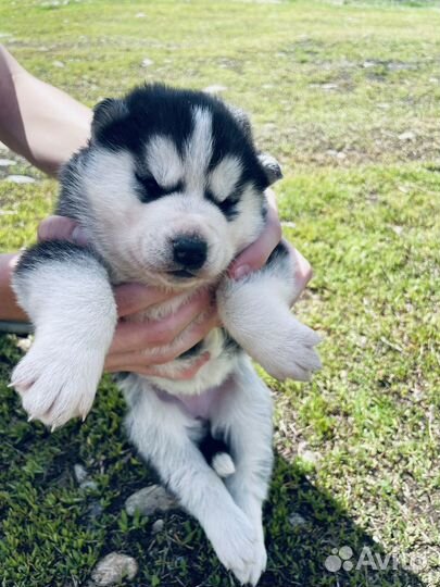 Щенки Сибирской Хаски