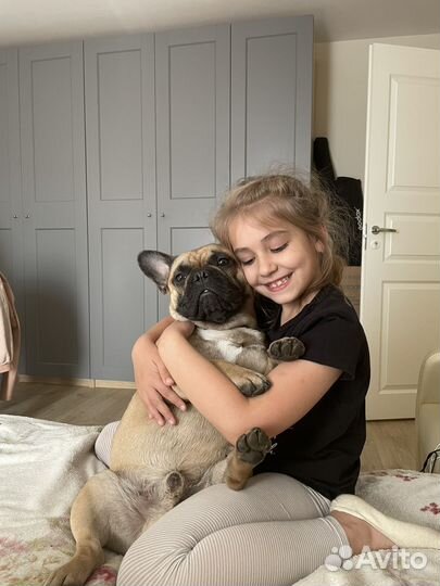 Французский бульдог для сьемок и фотосессий