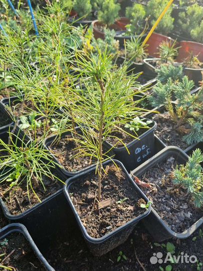Кедр Сибирский из питомника растений