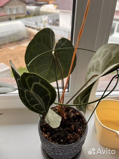 Антуриум кларинервиум