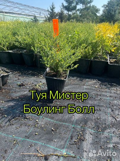 Ассортимент Туй и можжевельников