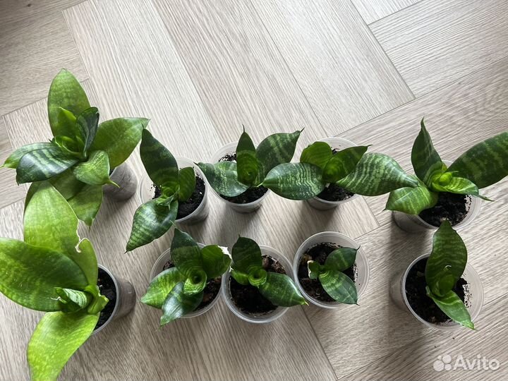 Сансевиерия Ханни