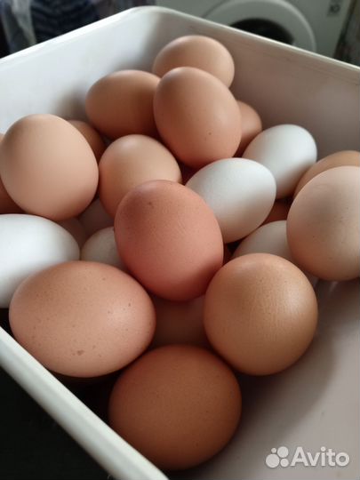 Яицо домашние куриное крупное 1 дес