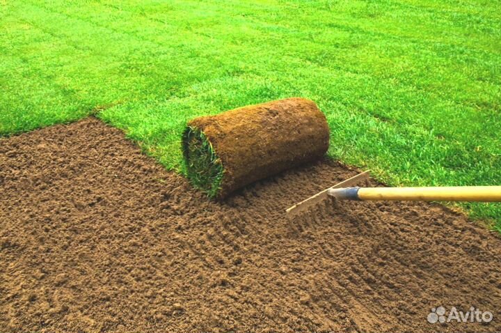 Продажа Рулонного газона