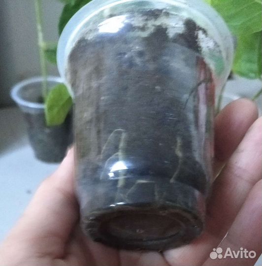 Комнатный жасмин самбак