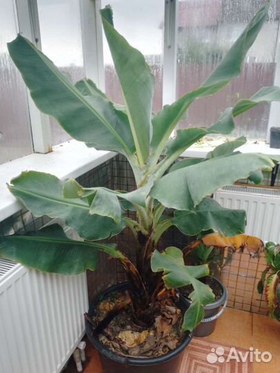 Комнатный банан