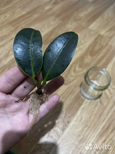 Фикус каучуконосный эластика