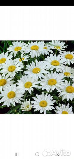 Ромашка садовая