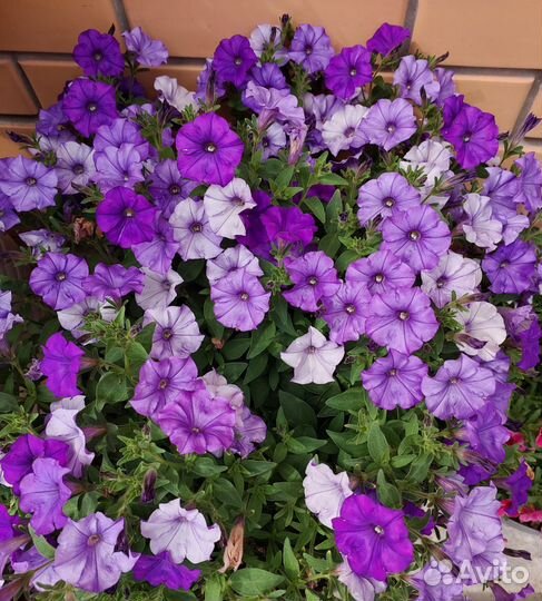 Петуния Ампельная Розовые жилки и Сиреневая в 0,5л