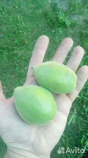 Саженцы и плоды маньчжурского ореха