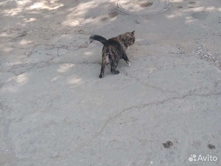 Кошка. нашла кошку