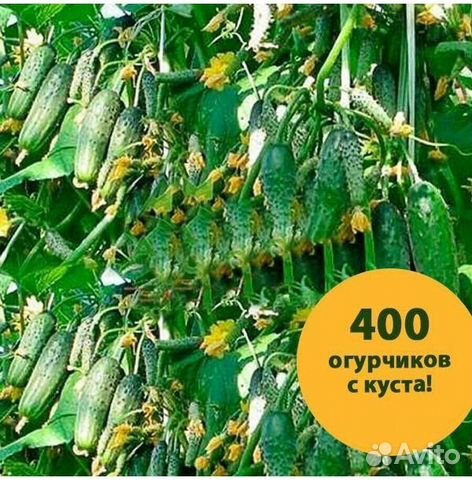 Семена супер урожайного огурца Сибирская Гирлянда объявление продам