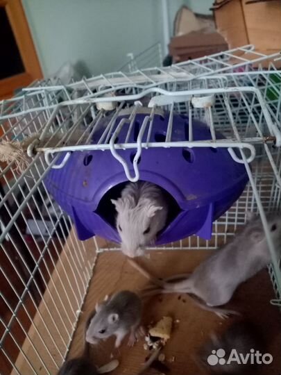 Мышь песчанка