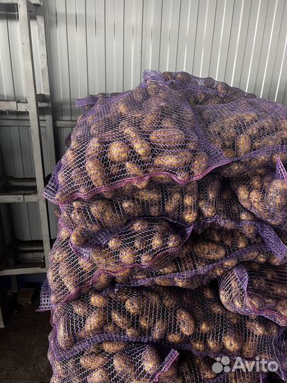 Картофель Королева Анна