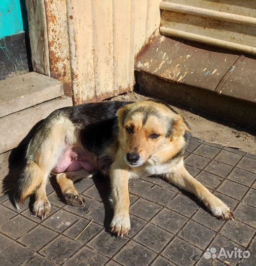 Щенки,помесь лабрадора