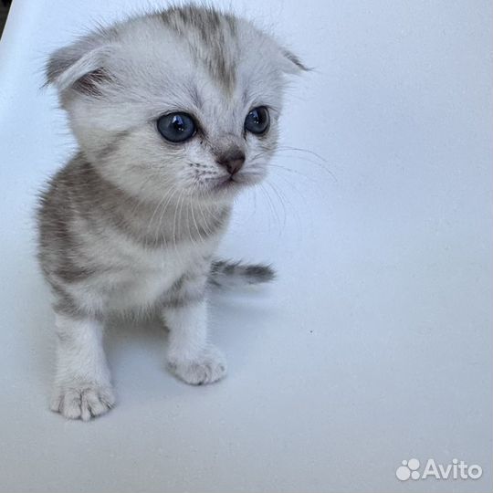 Продам котят