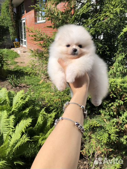 Померанский шпиц мини