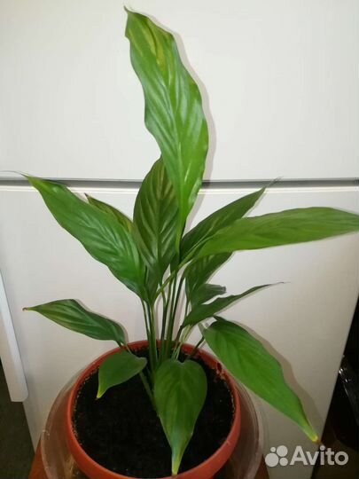 Комнатное растение Спатифиллум