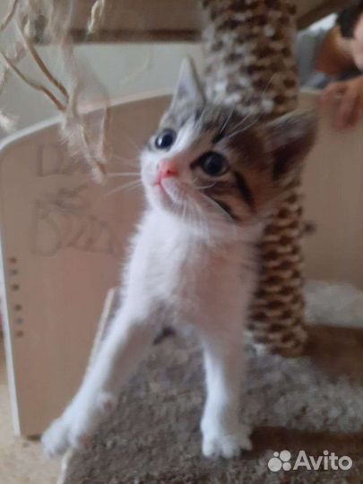 Котик в добрые руки