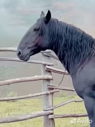 Жеребец в косяк