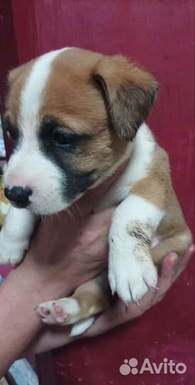 Отдам щенка в добрые руки