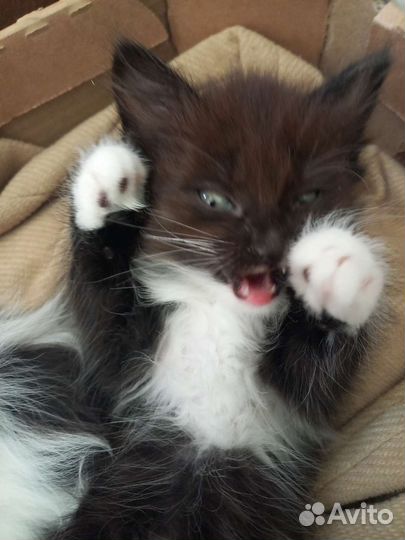 Коты невская маскарадная