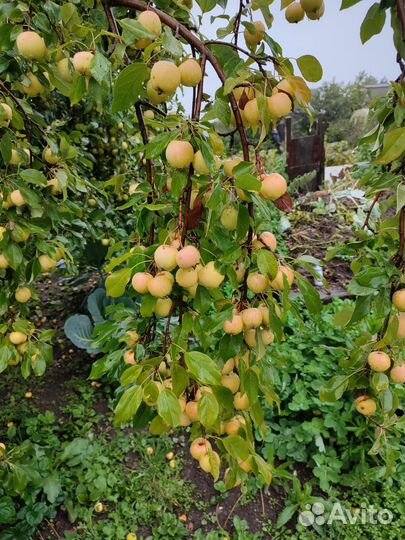 Яблоки домашние