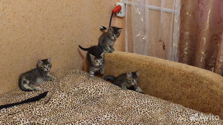 Отдам в добрые руки котят