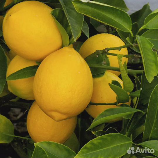 Цитрусовые комнатные растения