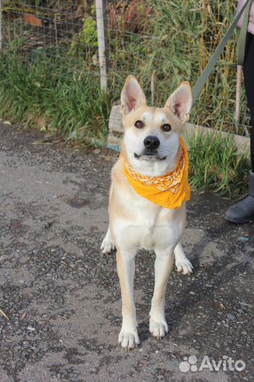 Спокойный и добрый пёс в поиске дома