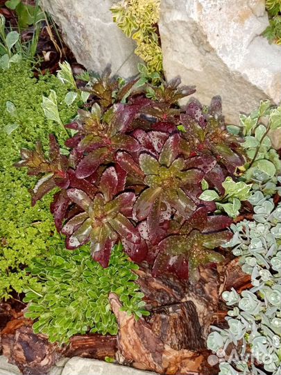 Очиток седум