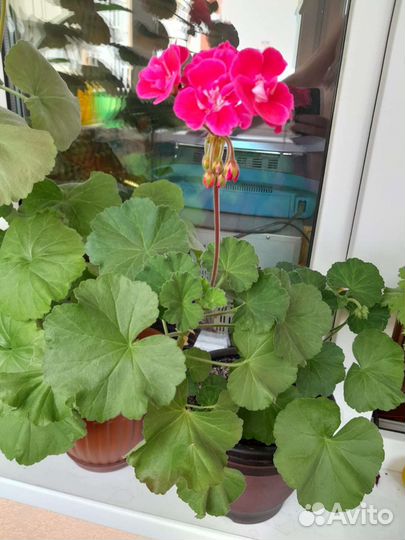 Комнатные цветы разные