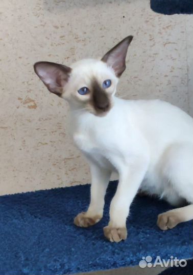 Сиам чудо мальчик