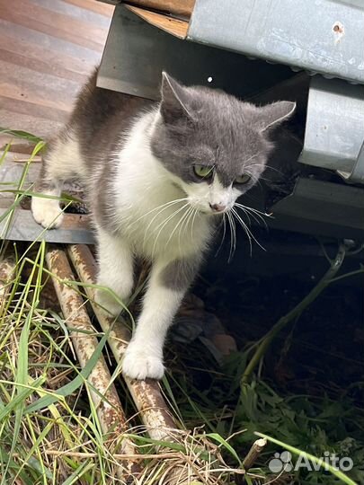 Кошка в добрые руки