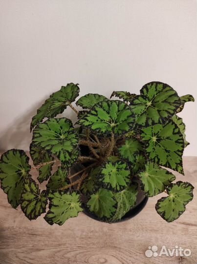 Традесканция Рео. Кактус. Драцена. Бегония. Алоэ