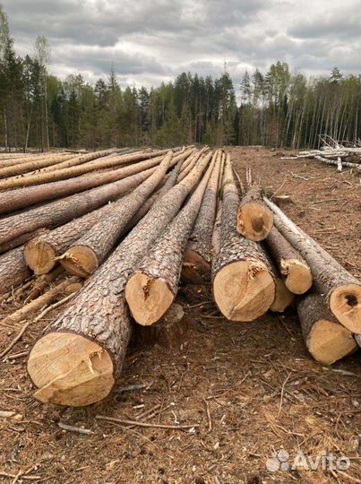 Продам лес кругляк