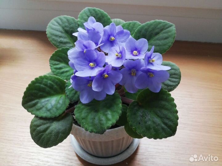 Фиалки цветущие в горшках