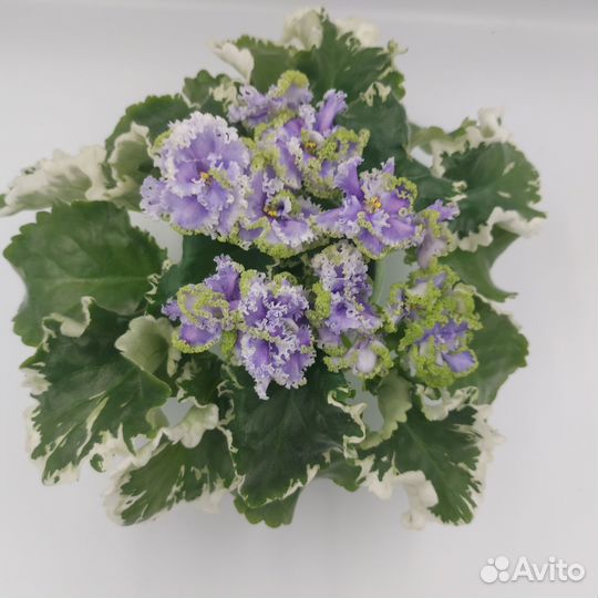 Фиалки и пеларгонии Китай-город 03 июля