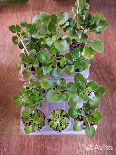 Детки сортовых фиалок