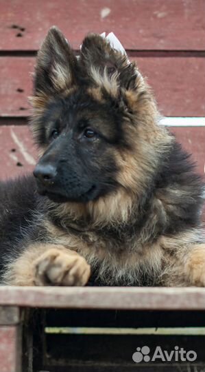 Щенки немецкой овчарки