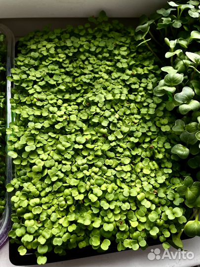 Микрозелень