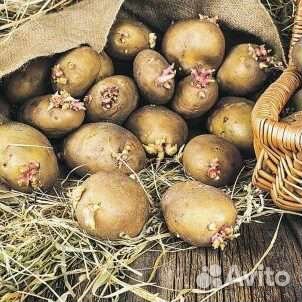 Семенной картофель желтый