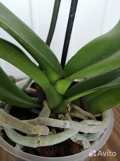 Орхидеи фаленопсис