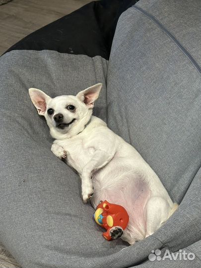 Передержка для собак мелких пород