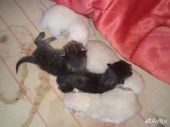Отдам котят